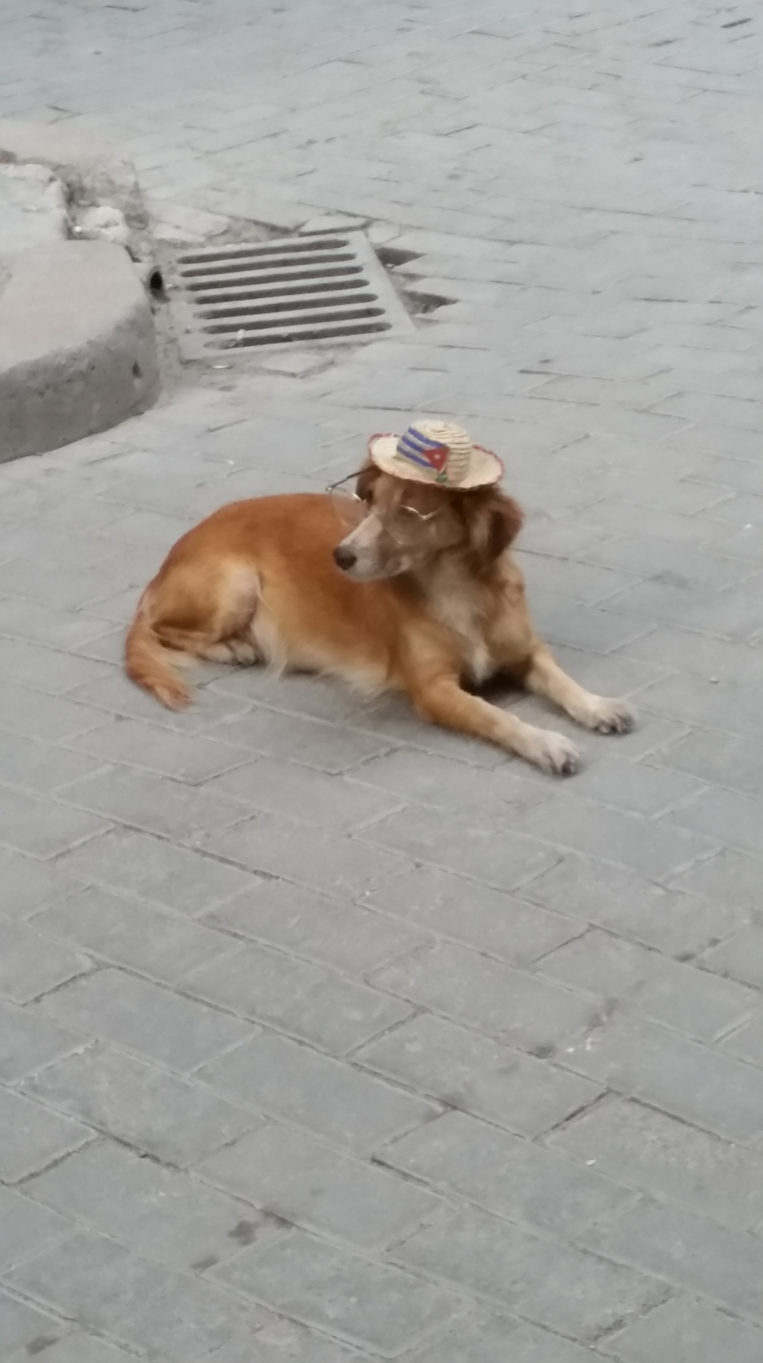 Cuban Street Dog wearing hat Havana Cuba